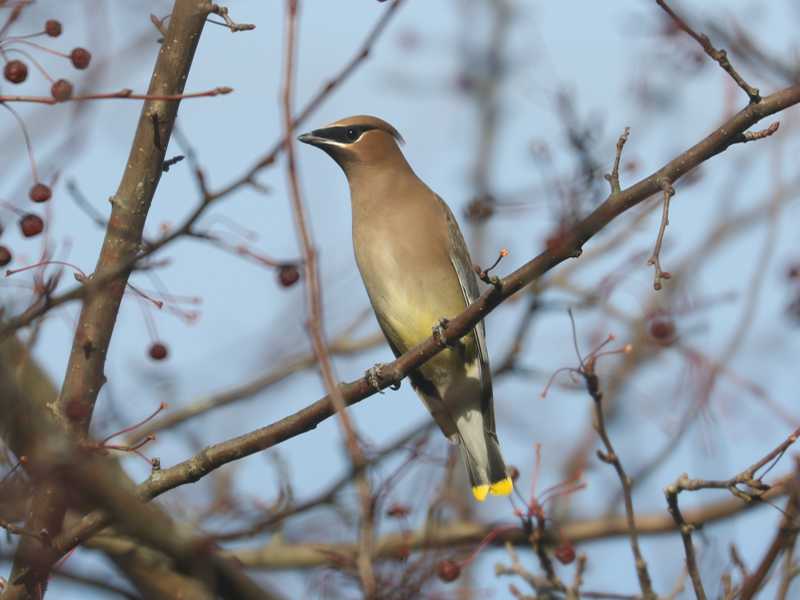 Mystery bird to be identified