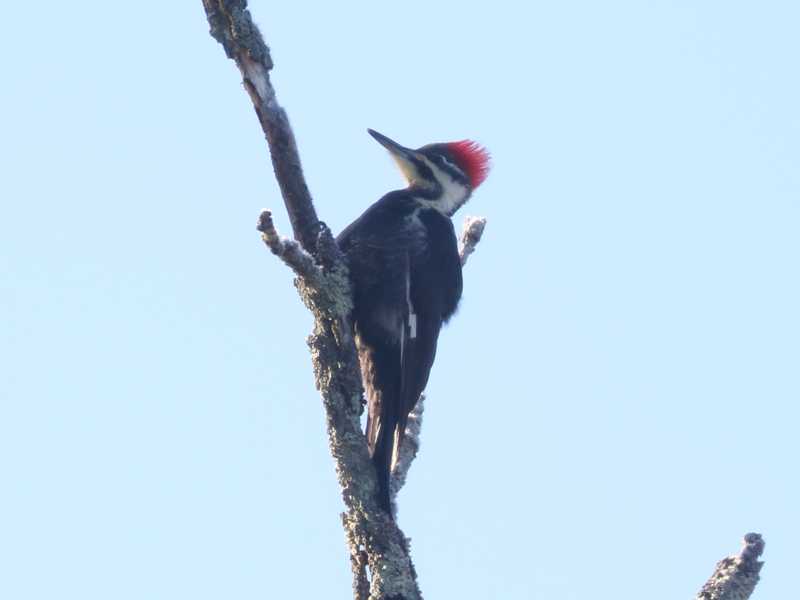 Mystery bird to be identified