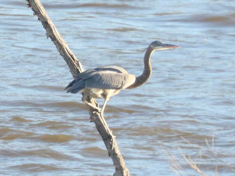 Mystery bird to be identified