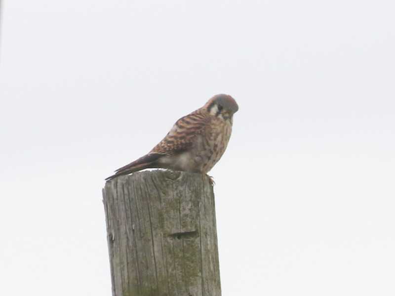 Mystery bird to be identified