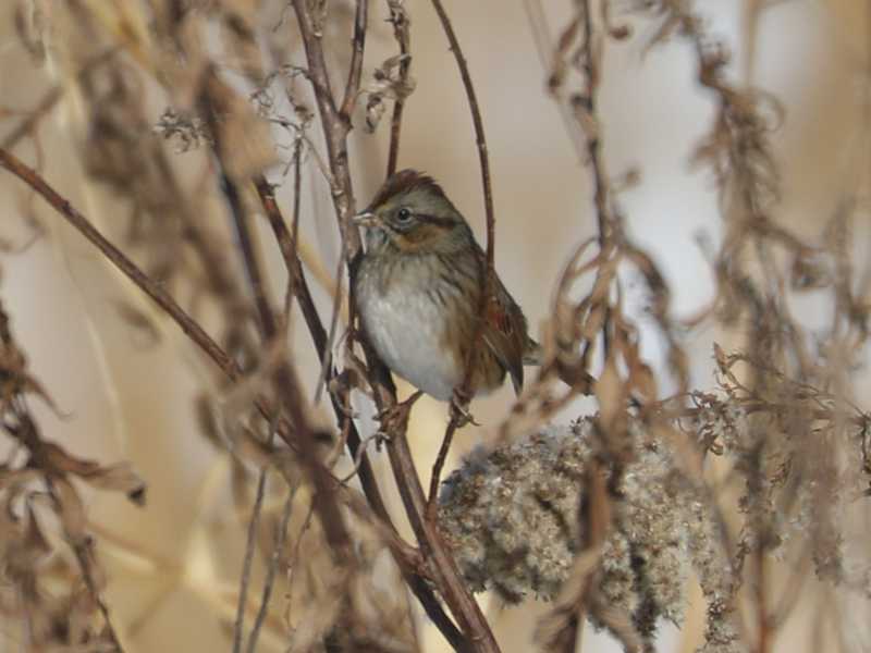 Mystery bird to be identified