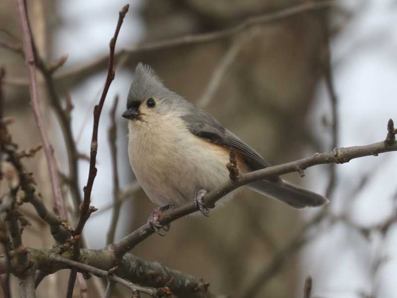 Mystery bird to be identified