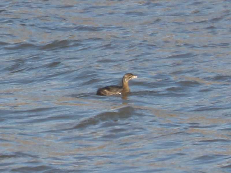 Mystery bird to be identified