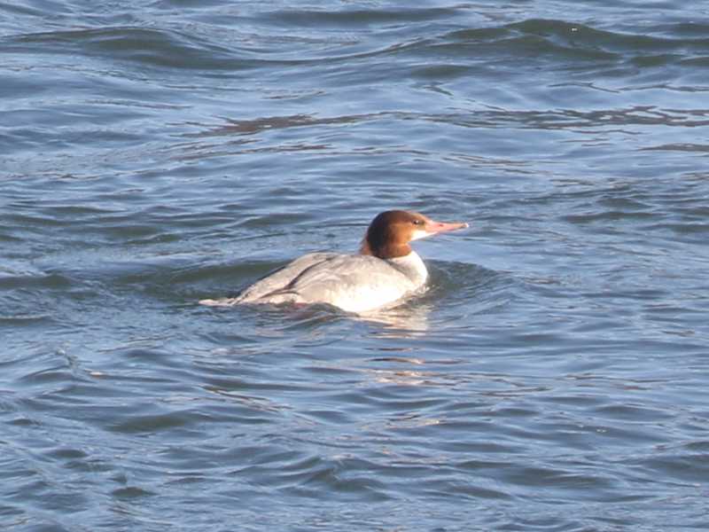 Mystery bird to be identified