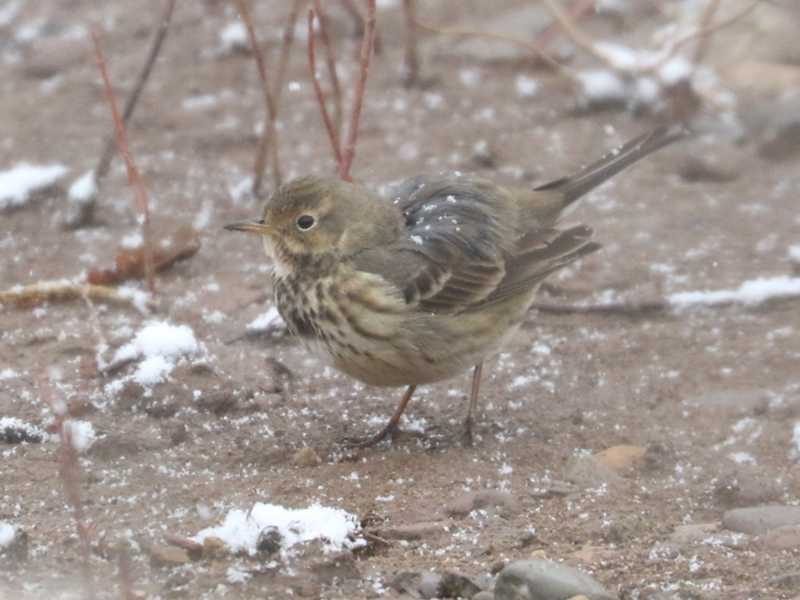 Mystery bird to be identified