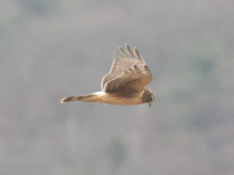 Mystery bird to be identified