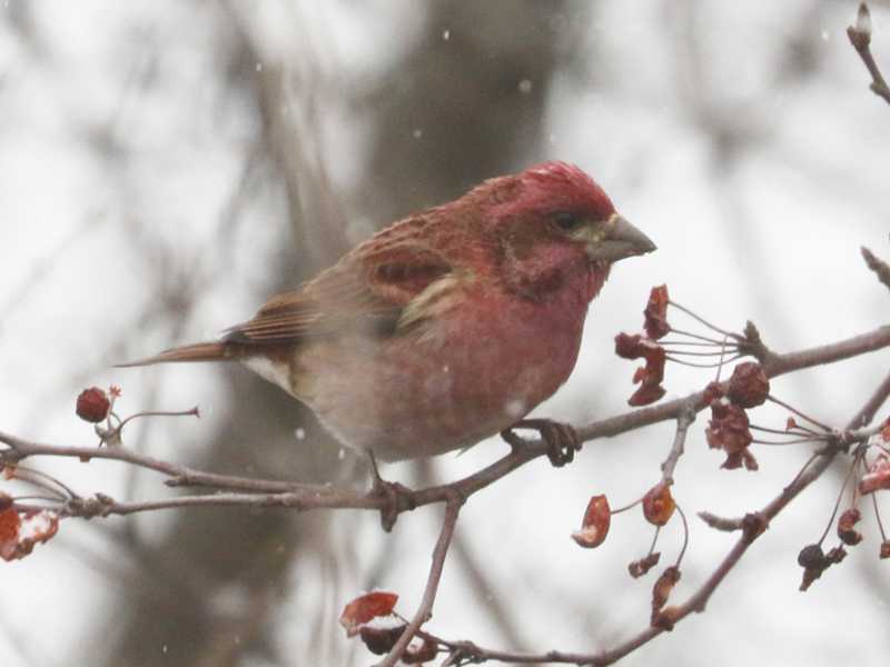 Mystery bird to be identified