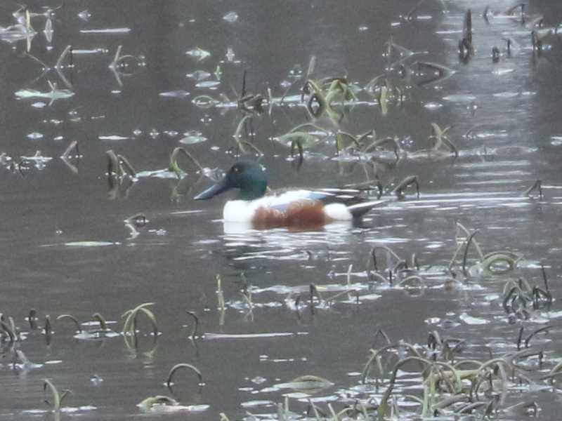 Mystery bird to be identified