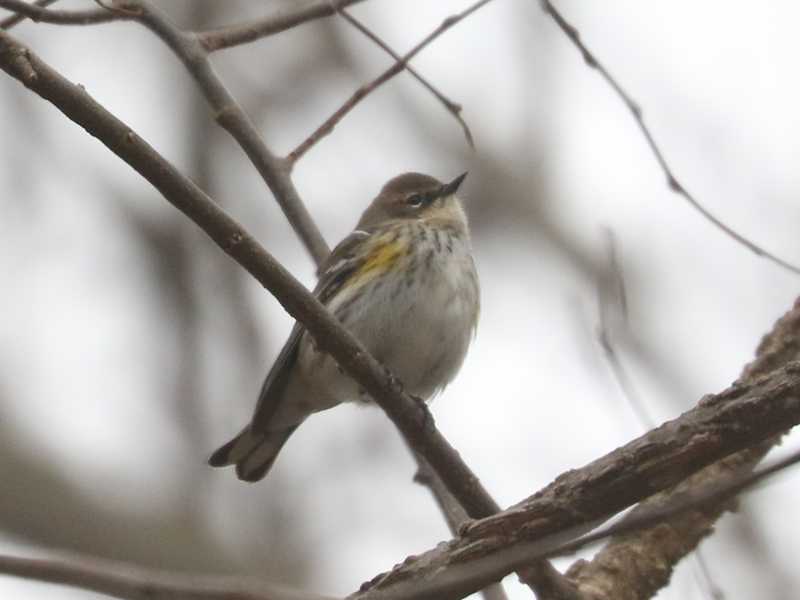 Mystery bird to be identified