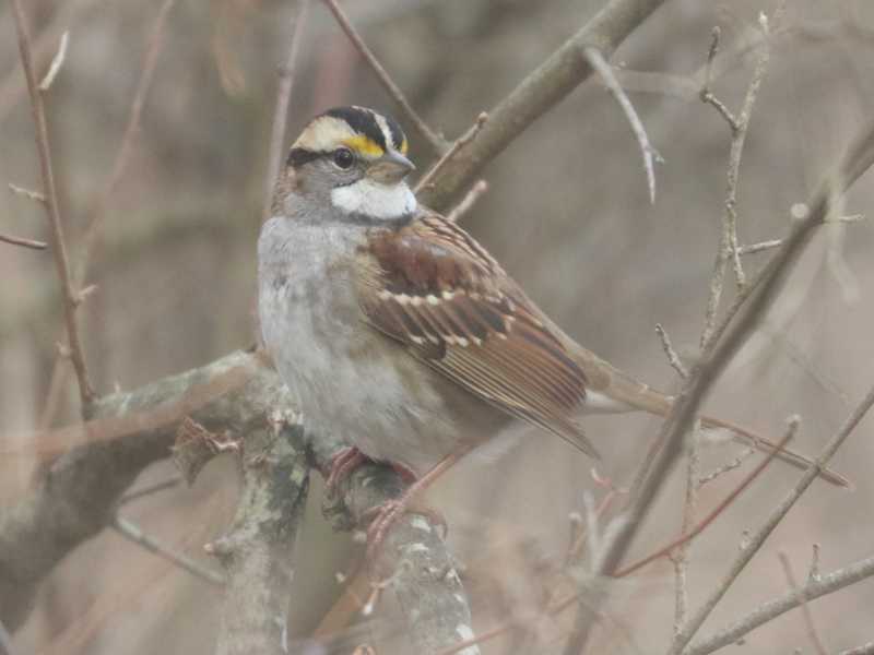 Mystery bird to be identified