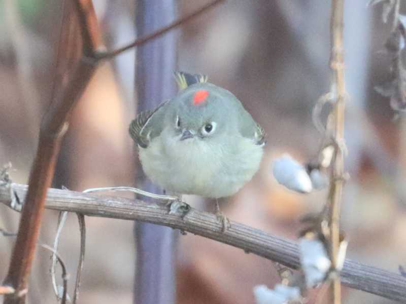 Mystery bird to be identified