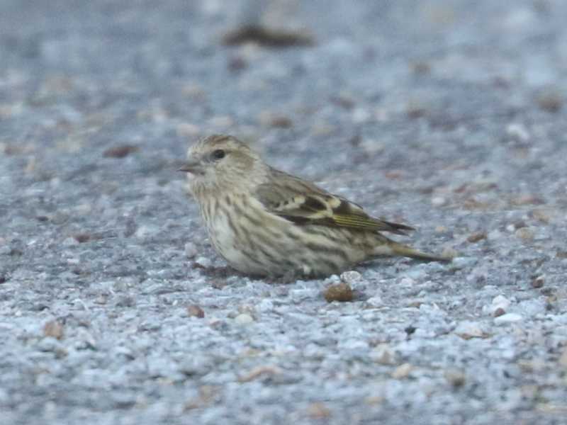 Mystery bird to be identified