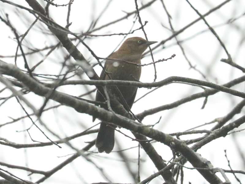 Mystery bird to be identified