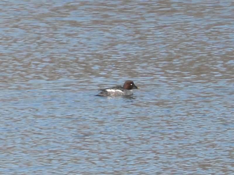 Mystery bird to be identified