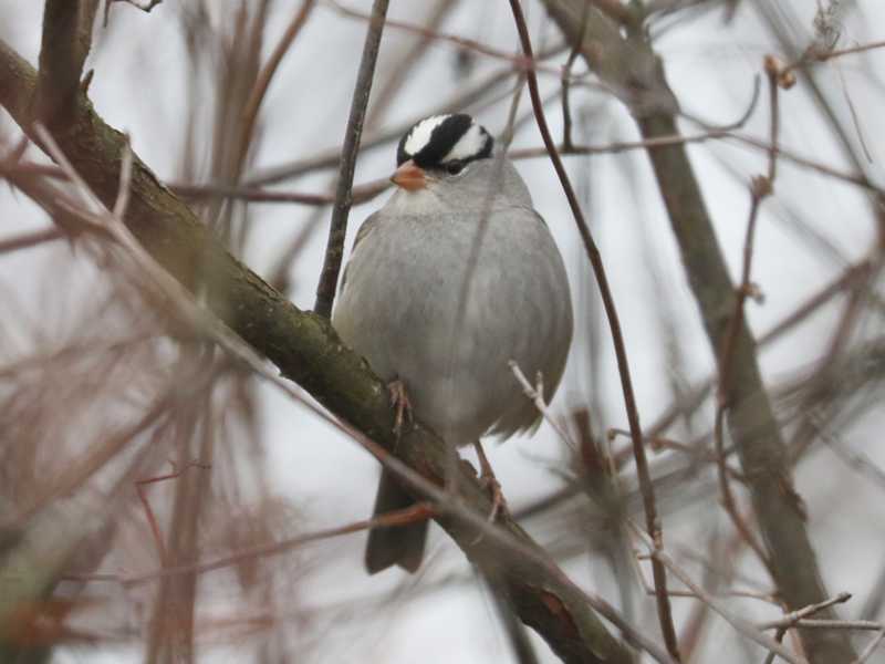 Mystery bird to be identified