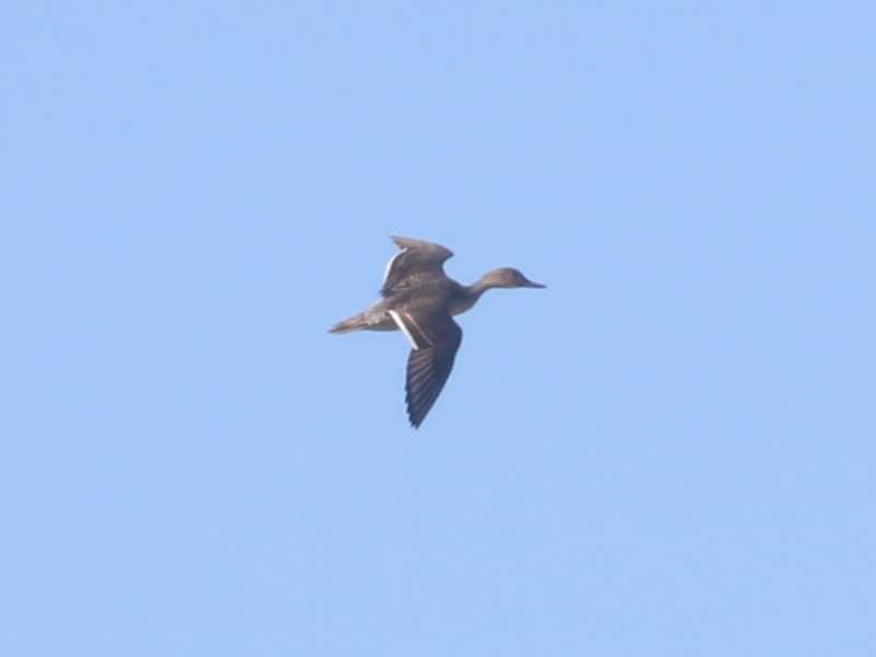 Mystery bird to be identified