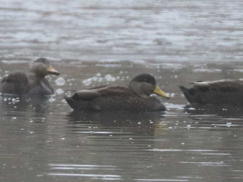 Mystery bird to be identified