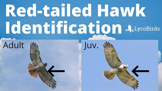 Guide To Hawk Watching And Raptor Identification Lycobirds
