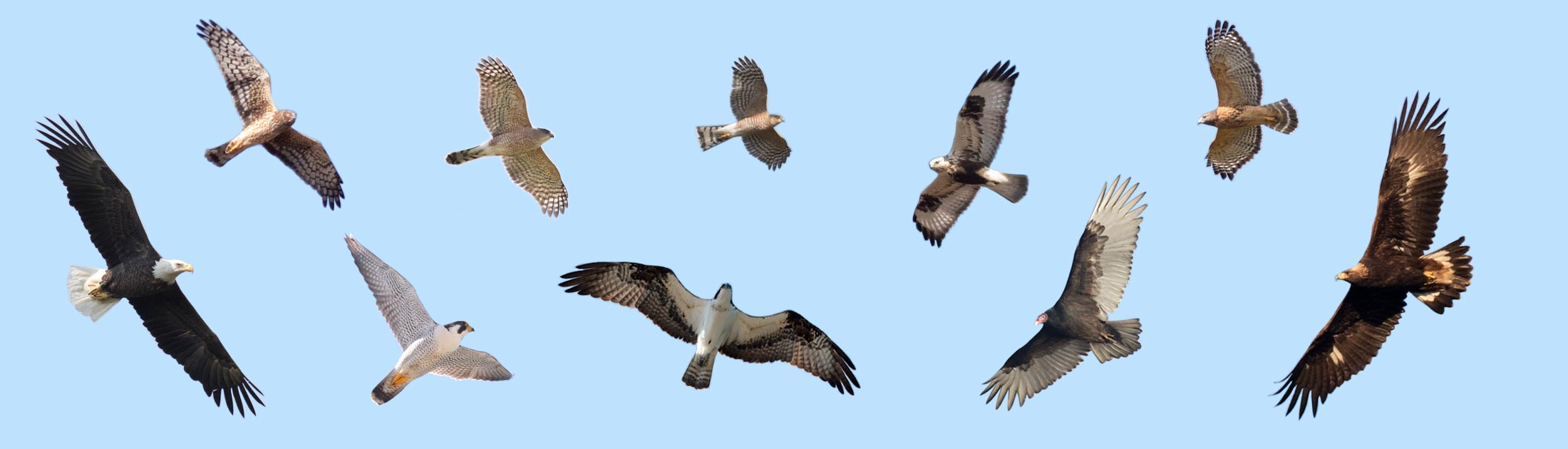 Quiz: Identify Raptors in Flight