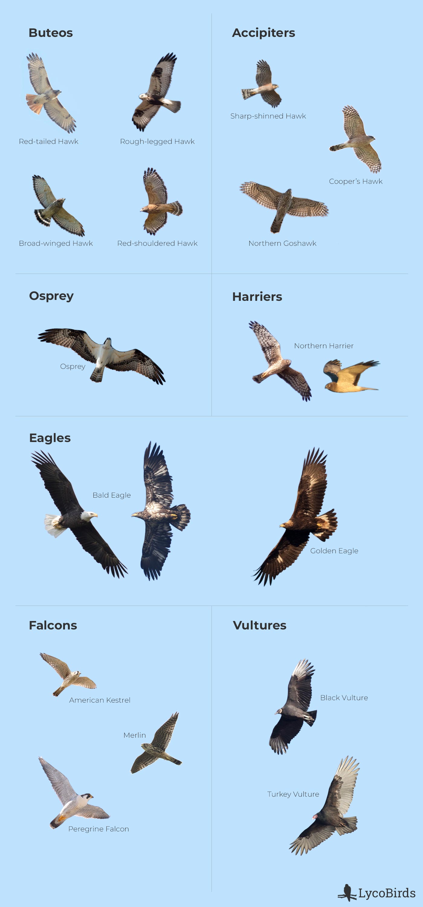 Quiz: Identify Raptors in Flight