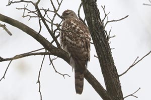 American Goshawk - 4/28/24 © Bobby Brown