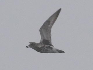 Black-bellied Plover - 5/6/24, Rose Valley Lake © Bobby Brown