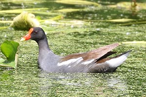 Common Gallinule - 5/20/24, Indian Park © Bobby Brown