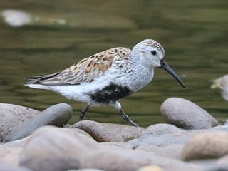 Dunlin - 5/5/24, Mill St. © Bobby Brown