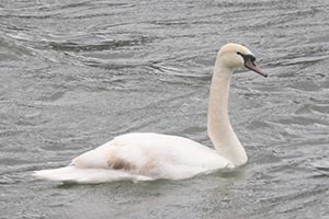 Mute Swan - 3/18/24, Williamsport Dam © Bobby Brown