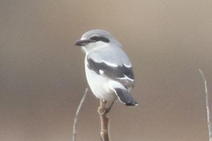 Northern Shrike - 3/10/24, Rose Valley Lake © Bobby Brown