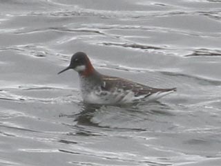 Red-necked Phalarope - 4/12/24, Rose Valley Lake © Bobby Brown