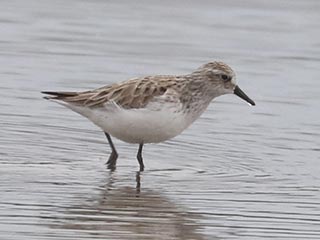 Semipalmated Sandpiper - 5/18/24, Loyalsock © Bobby Brown