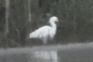 Snowy Egret  - 5/8/24, Rose Valley Lake © Bobby Brown