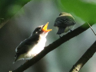 Acadian Flycatcher - 7/13/24, Skyline Dr. © Bobby Brown