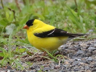 American Goldfinch - 7/20/24, Rose Valley Lake © Bobby Brown