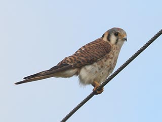 American Kestrel - 7/12/24, Antes Fort © Bobby Brown