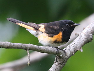 American Redstart - 7/1/24, Mill St. © Bobby Brown