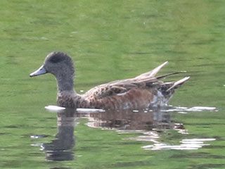 American Wigeon - 7/20/24, Rose Valley Lake © Bobby Brown