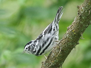 Black-and-white Warbler - 7/20/24, Rose Valley Lake © Bobby Brown