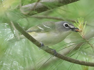 Blue-headed Vireo - 6/14/24, Coudersport Pike © Bobby Brown