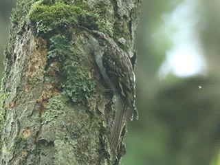 Brown Creeper - 6/22/24, Sand Spring Rd. © Bobby Brown