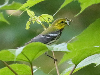 Black-throated Green Warbler - 7/1/24, Skyline Dr. © Bobby Brown