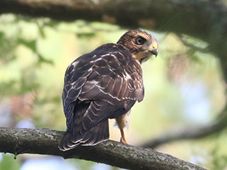 Broad-winged Hawk - 7/13/24, Skyline Dr. © Bobby Brown