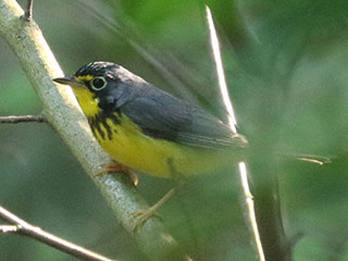 Canada Warbler - 6/19/24, Hillsgrove Rd. © Bobby Brown