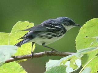 Cerulean Warbler - 7/4/24, Firetower Rd. © Bobby Brown