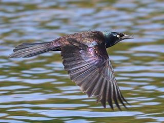 Common Grackle - 6/8/24, Mill St. © Bobby Brown