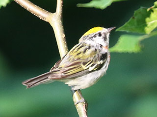 Chestnut-sided Warbler - 6/19/24, Cascade Rd. © Bobby Brown