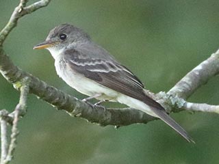 Eastern Wood-Pewee - 7/21/24, SGL 252 © Bobby Brown