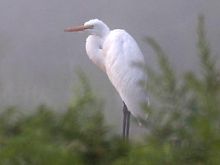 Great Egret - 7/21/24, SGL 252 © Bobby Brown