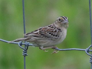 Grasshopper Sparrow - 6/2/24, Mill St. © Bobby Brown